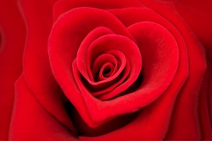 Red rose in the shape of a heart